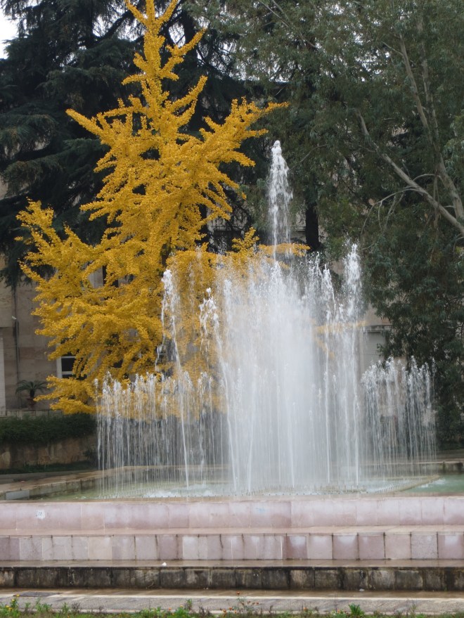 yellow-tree-tirana