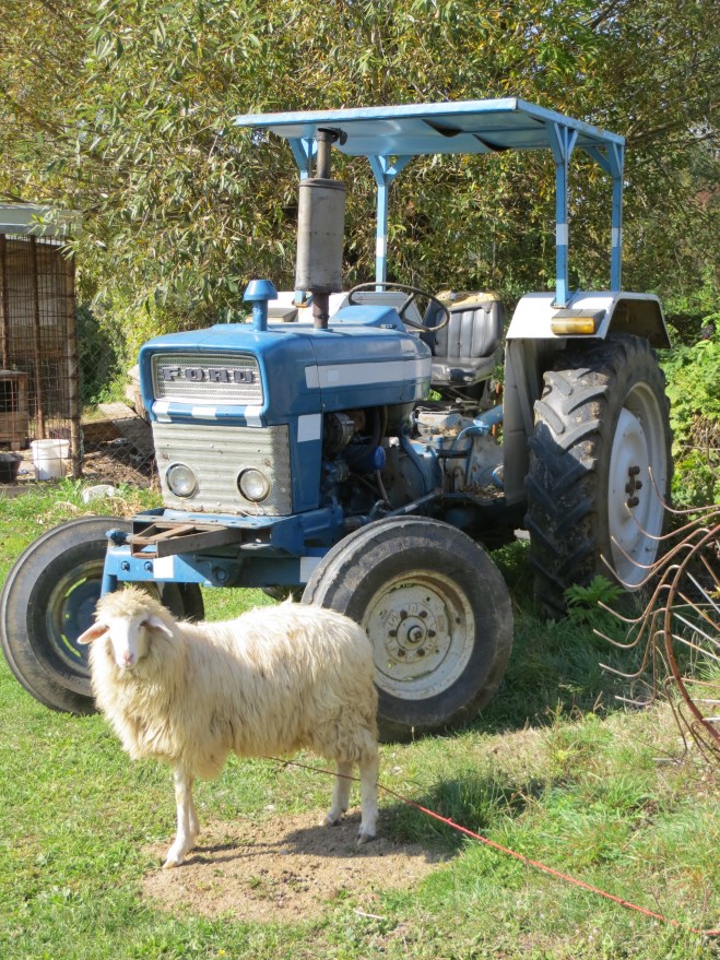 sheep tractor kosovo